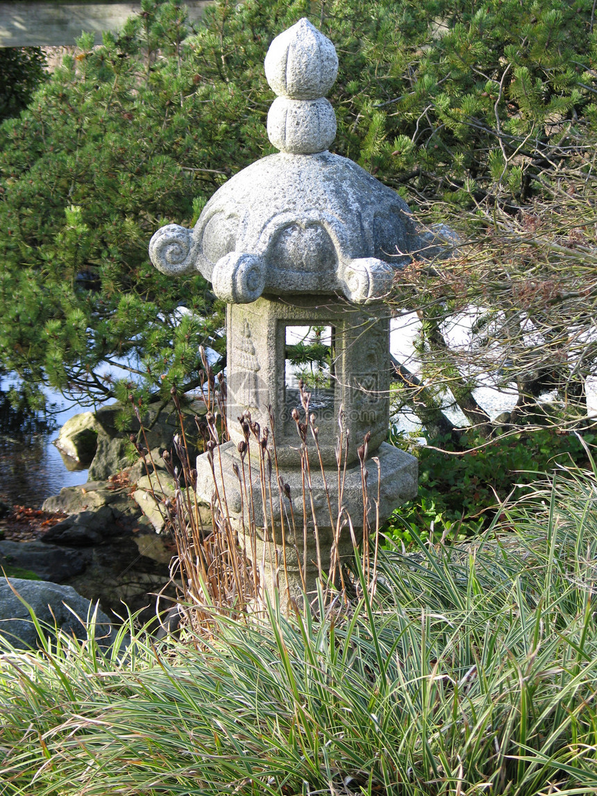 花园里的天灯叶子异国绿色生长乡愁宏观情调植物灯笼树叶图片