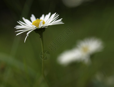 白驴花园雏菊植物花朵草地背景图片