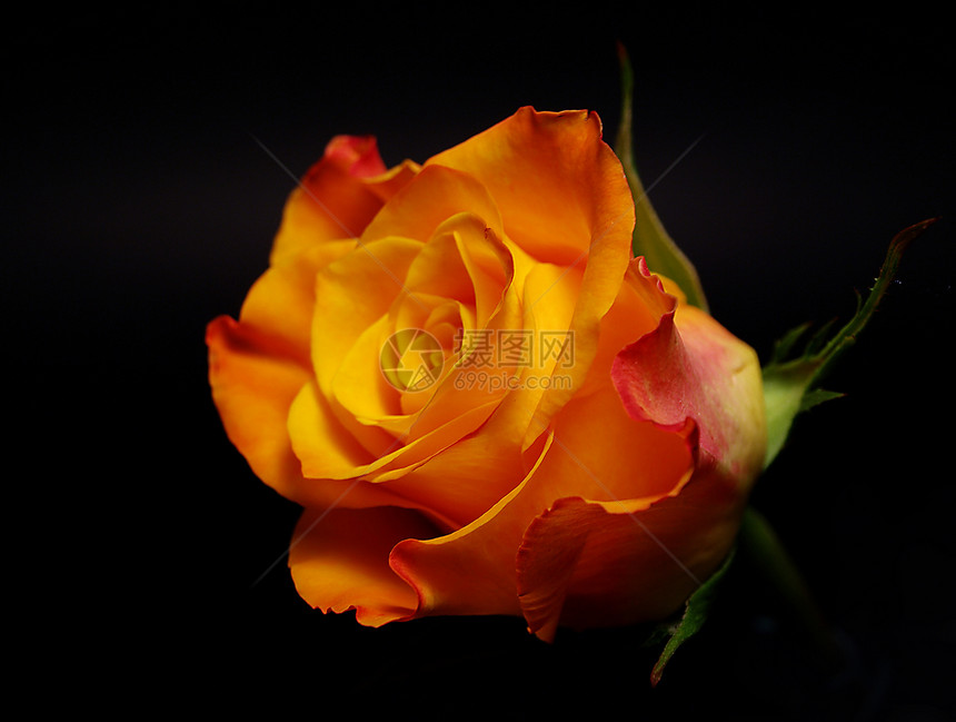 橙色玫瑰花橙子玫瑰草地花园图片