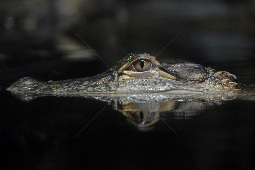 美国鳄鱼反射图片