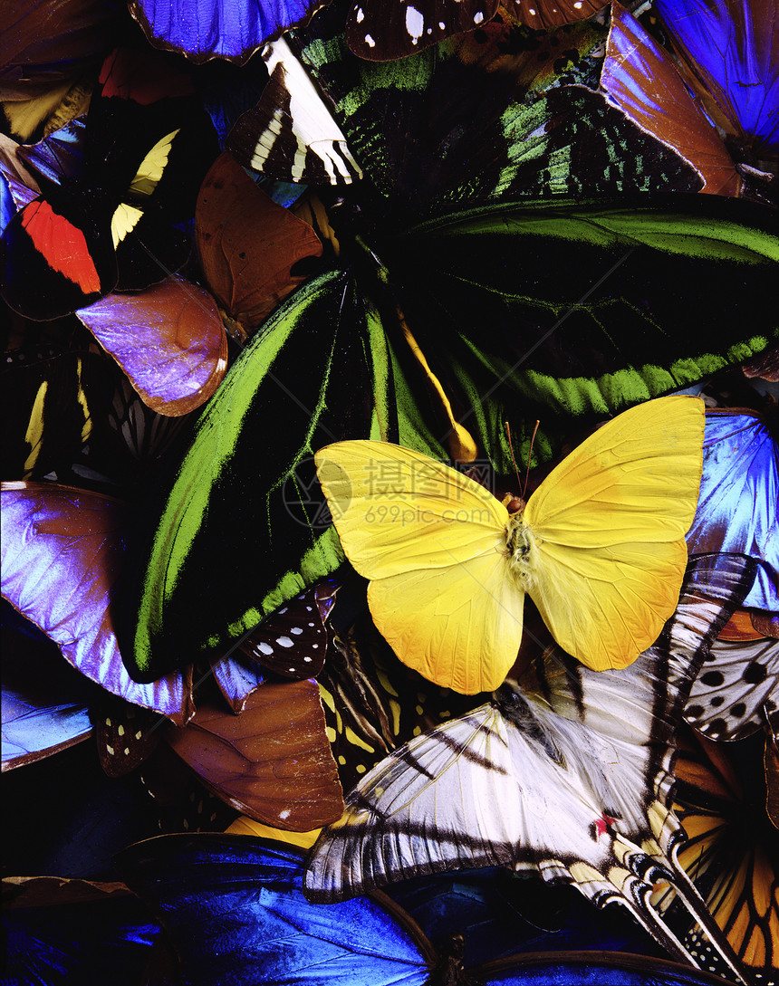 许多蝴蝶公园飞行死亡臭虫花园害虫花朵圆点草原航班图片