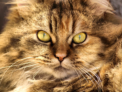 猫咪肖像眼睛鼻子动物背景图片