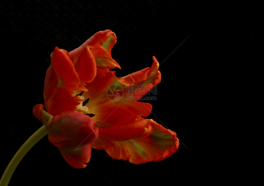 红色郁金红色郁金香植物花园图片
