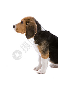 标书表情小狗犬类动物宠物背景图片