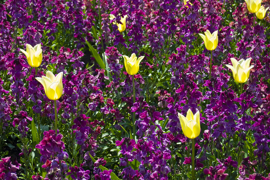 图利页郁金香黄色植物紫色绿色花园园艺植物群图片