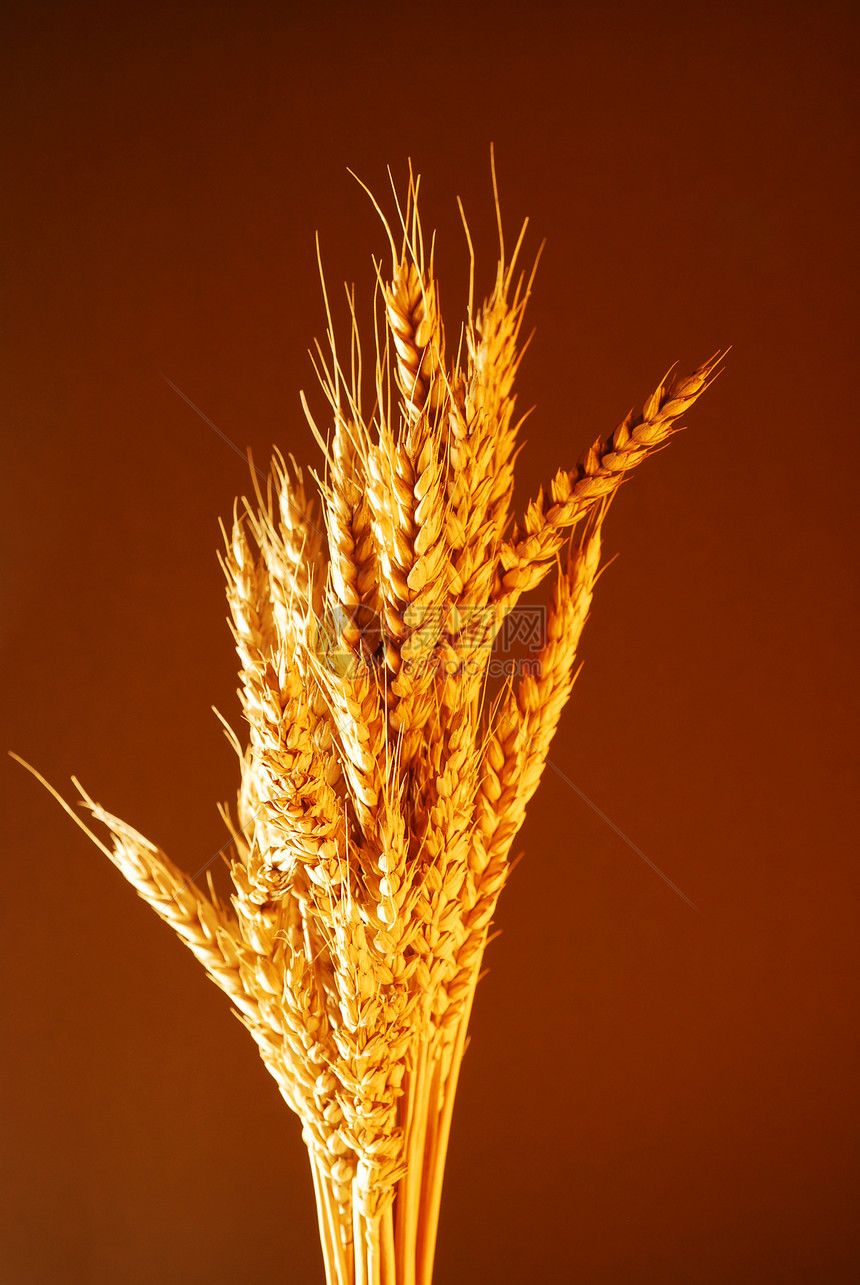 面包小麦弯曲暖色调种子收成素食植物群营养粮食宏观背景图片