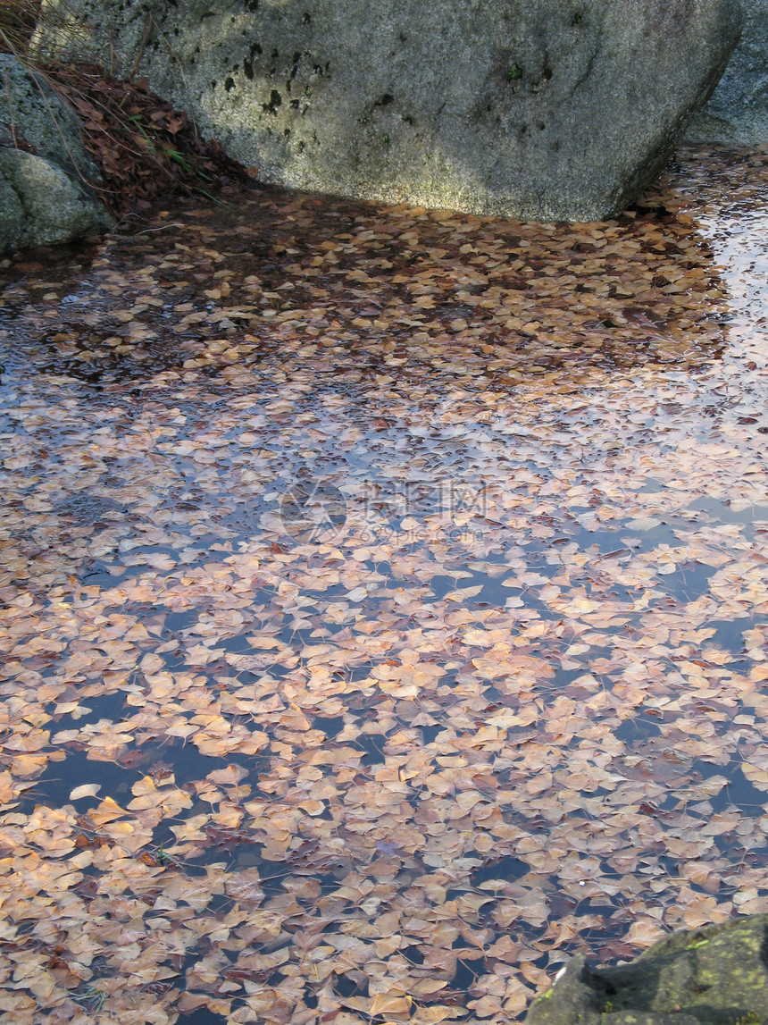 漂浮在水上的棕色叶子黄色橙子反射池塘图片