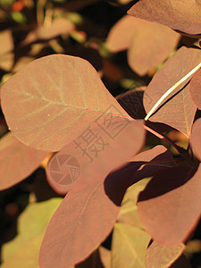 棕色叶叶红色植物宏观线条静脉绿色背景图片