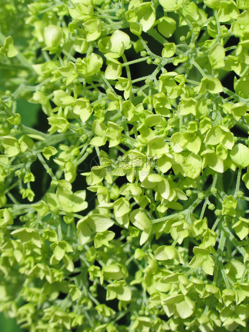 绿树叶背景线条植物宏观绿色花朵图片