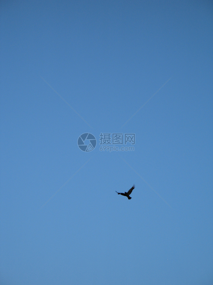 乌鸦在蓝天飞翔翅膀航班青色飞行天空野生动物羽毛尾巴账单动物图片