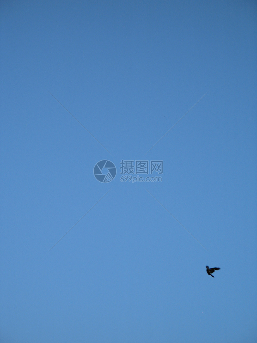 乌鸦在蓝天飞翔飞行青色航班野生动物蓝色羽毛尾巴翅膀天空账单图片