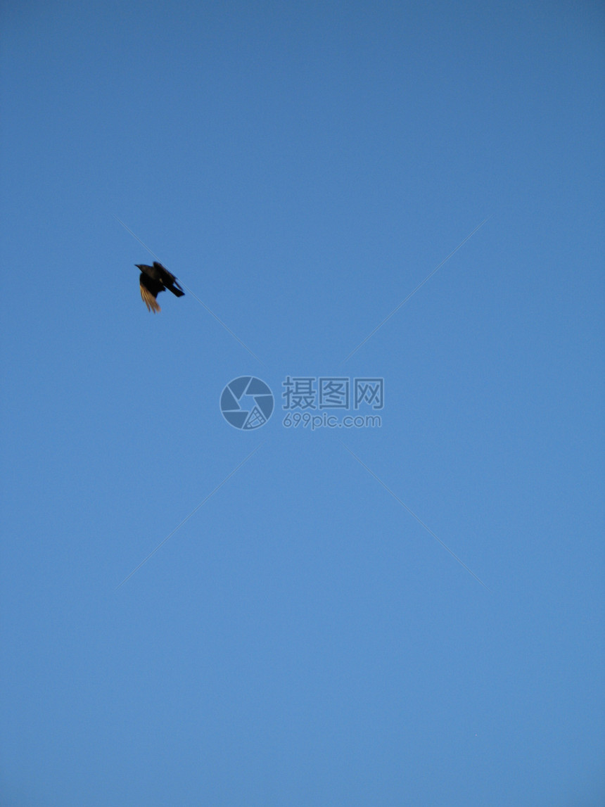 乌鸦在蓝天飞翔尾巴航班飞行账单野生动物动物天空青色蓝色翅膀图片
