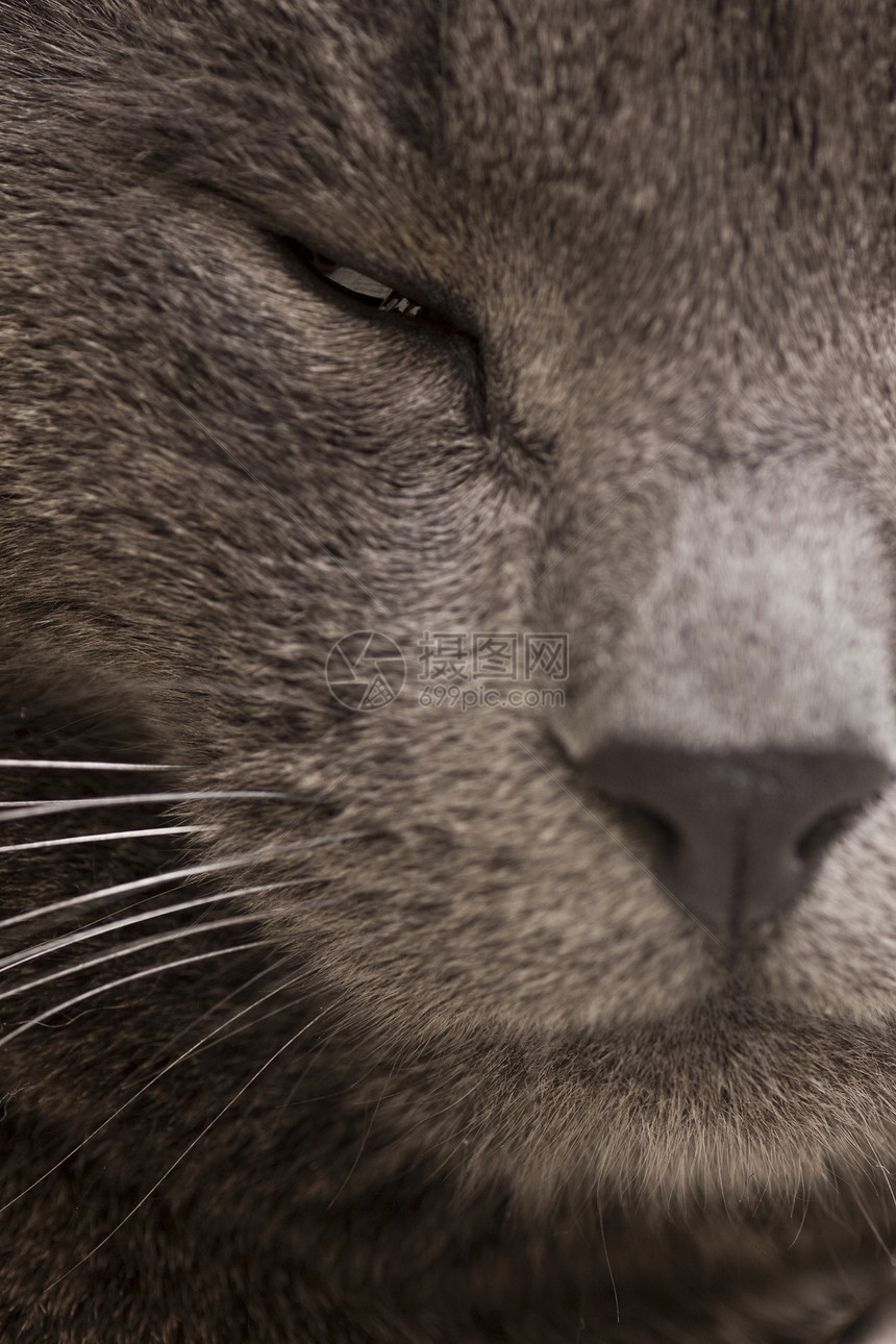 灰猫鼻子小猫宏观胡须胡子灰色宠物眼睛猫咪头发图片
