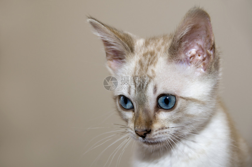 小猫咪纯种猫小猫毛皮白色眼睛蓝色宠物棕色家畜图片