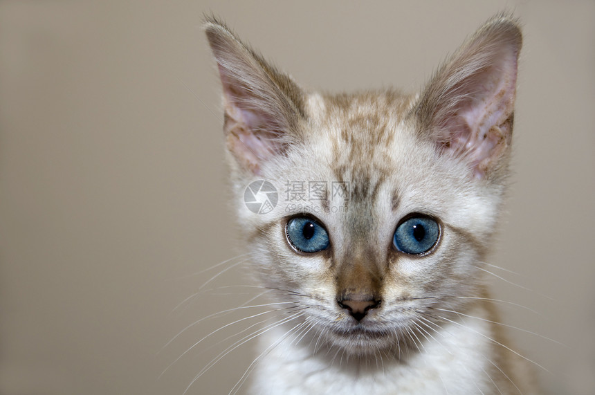 小猫咪白色小猫棕色家畜纯种猫眼睛毛皮蓝色宠物图片