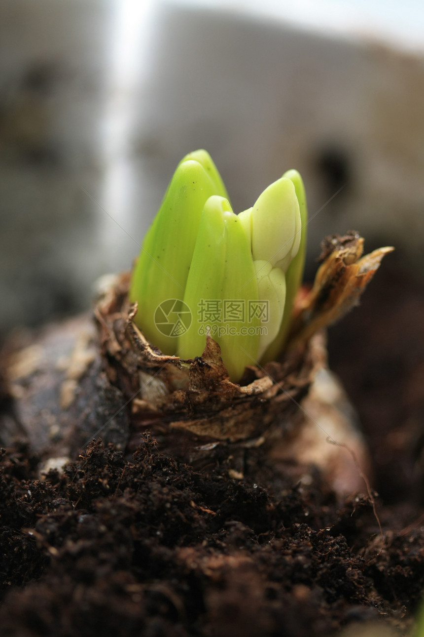 觉醒的hyacint灯泡图片