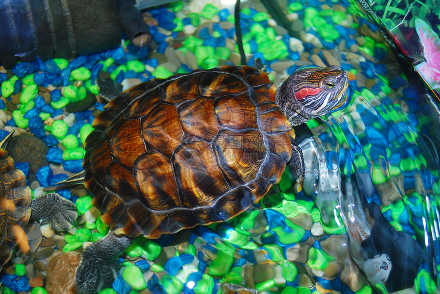 游泳海龟爬虫宠物图片