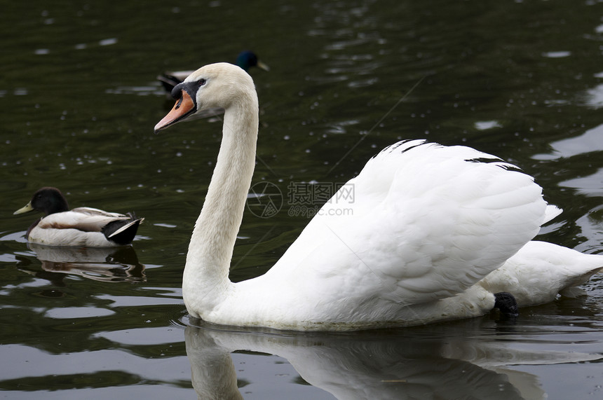 静音天鹅羽毛脖子池塘野生动物白色荒野反射游泳鸟类图片