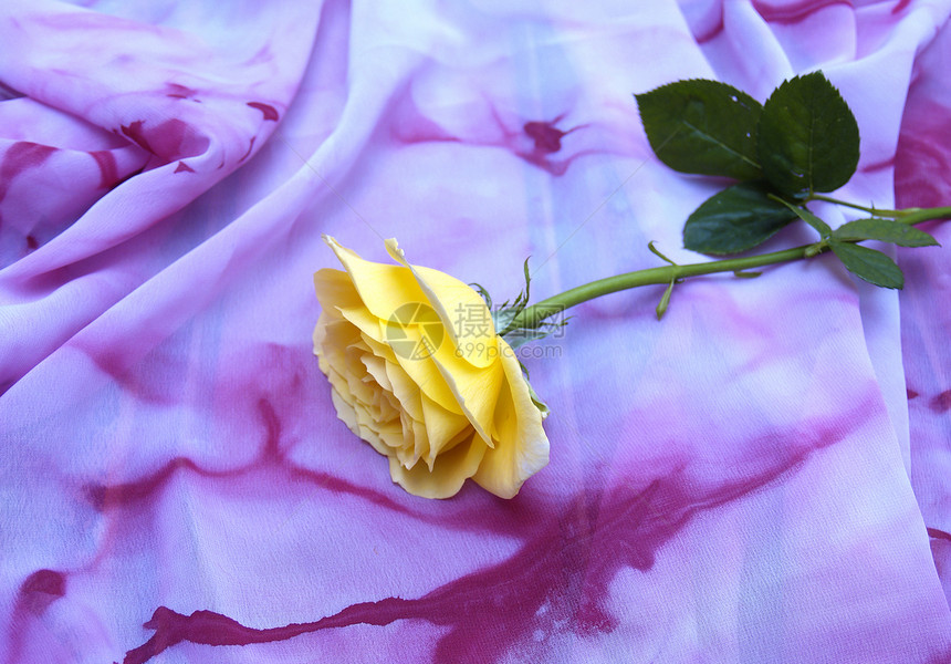 丝巾上的黄玫瑰绿色玫瑰白色材料纺织品围巾衣服浪漫女士图片