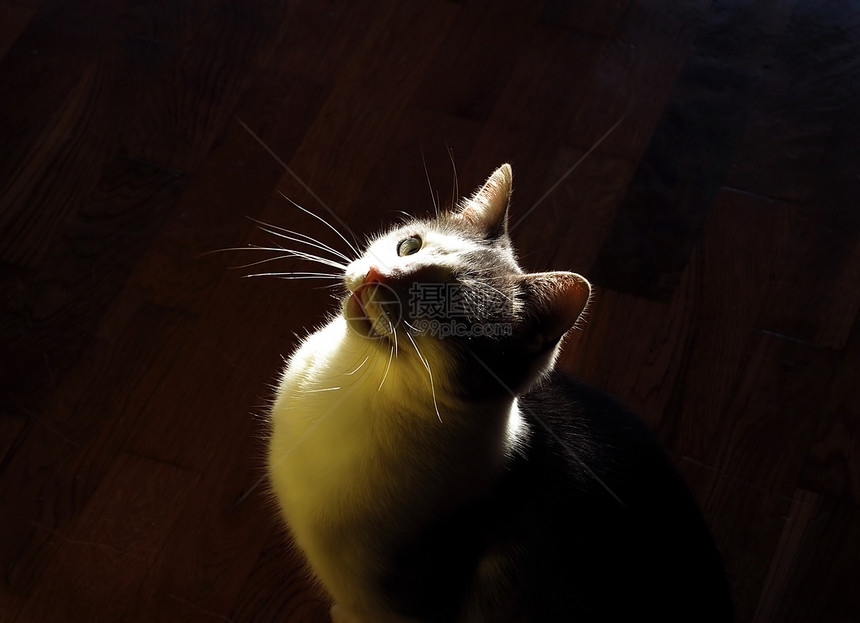 后光的室内猫木地板皮草耳朵动物朋友阴影灰色宠物黑色白色图片