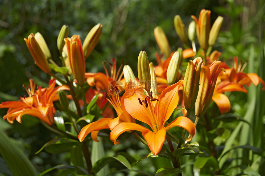 橙脆弱性橙子叶子百合植物学花粉植物花园生长植物群图片