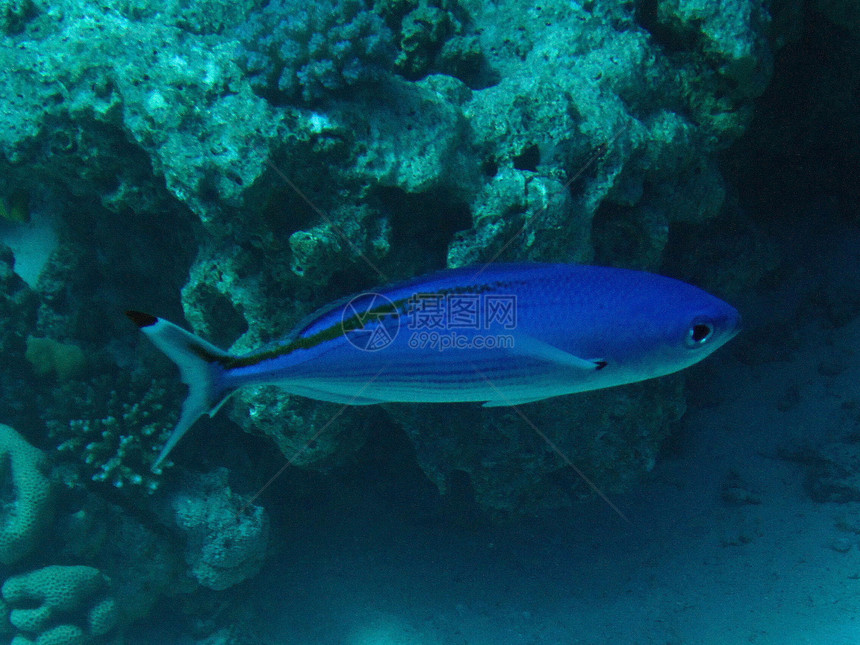 蓝鱼海洋野生动物图片