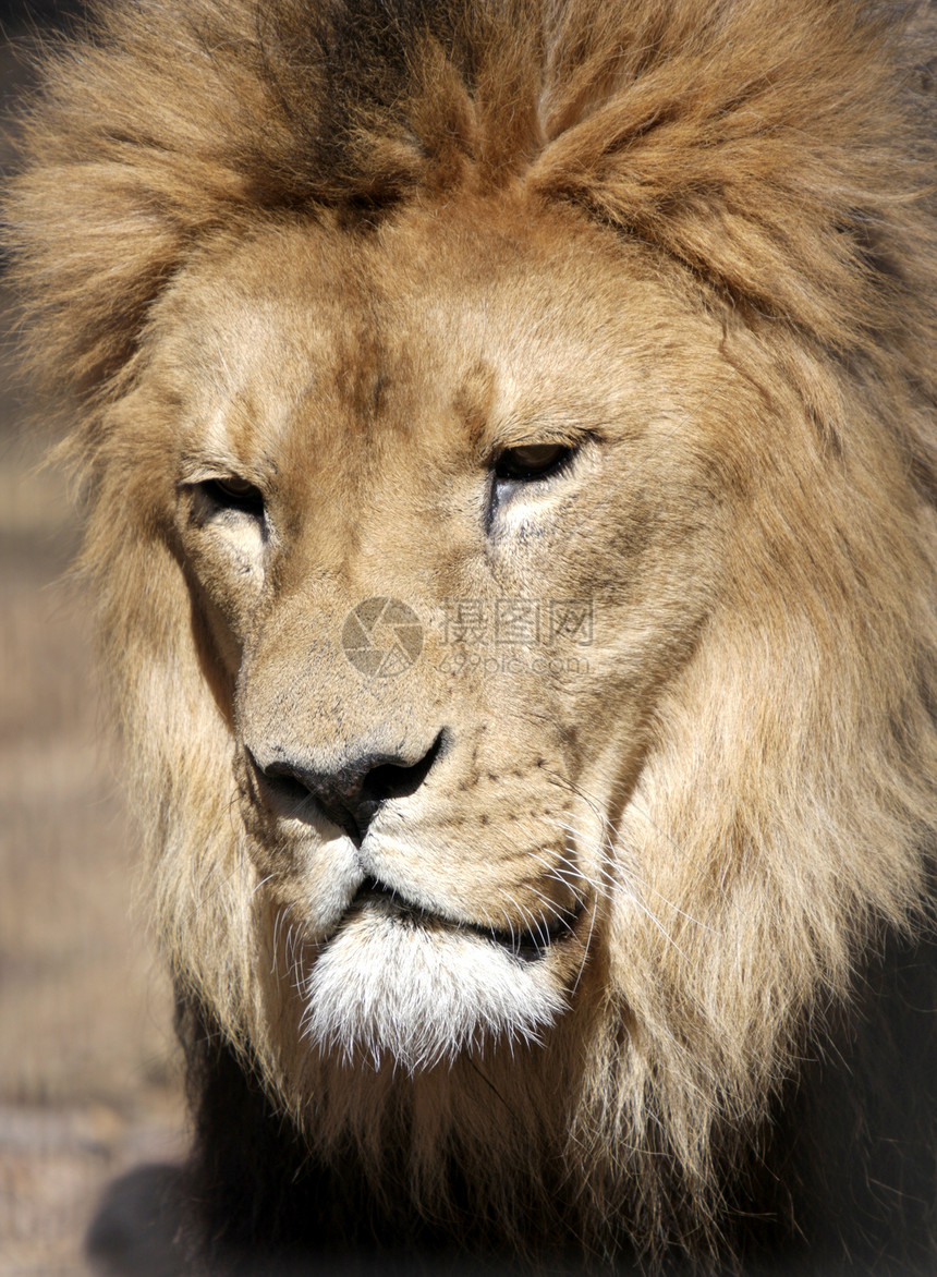 狮子雄狮外套马拉栖息地食肉打猎老虎避难所国家力量捕食者图片