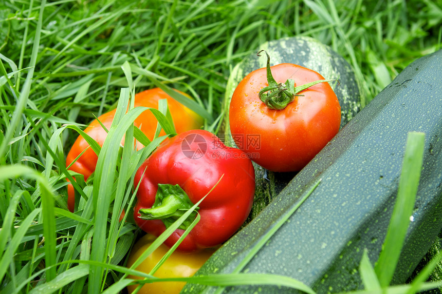 蔬菜营养生态制造业收成产品商品辣椒土地食物农场图片