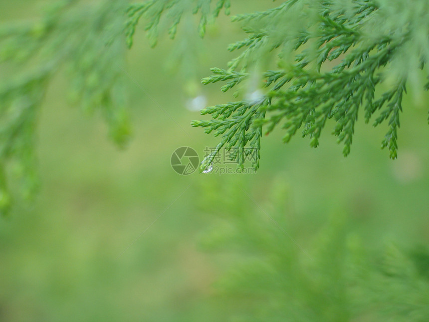 绿枝上有雨滴图片