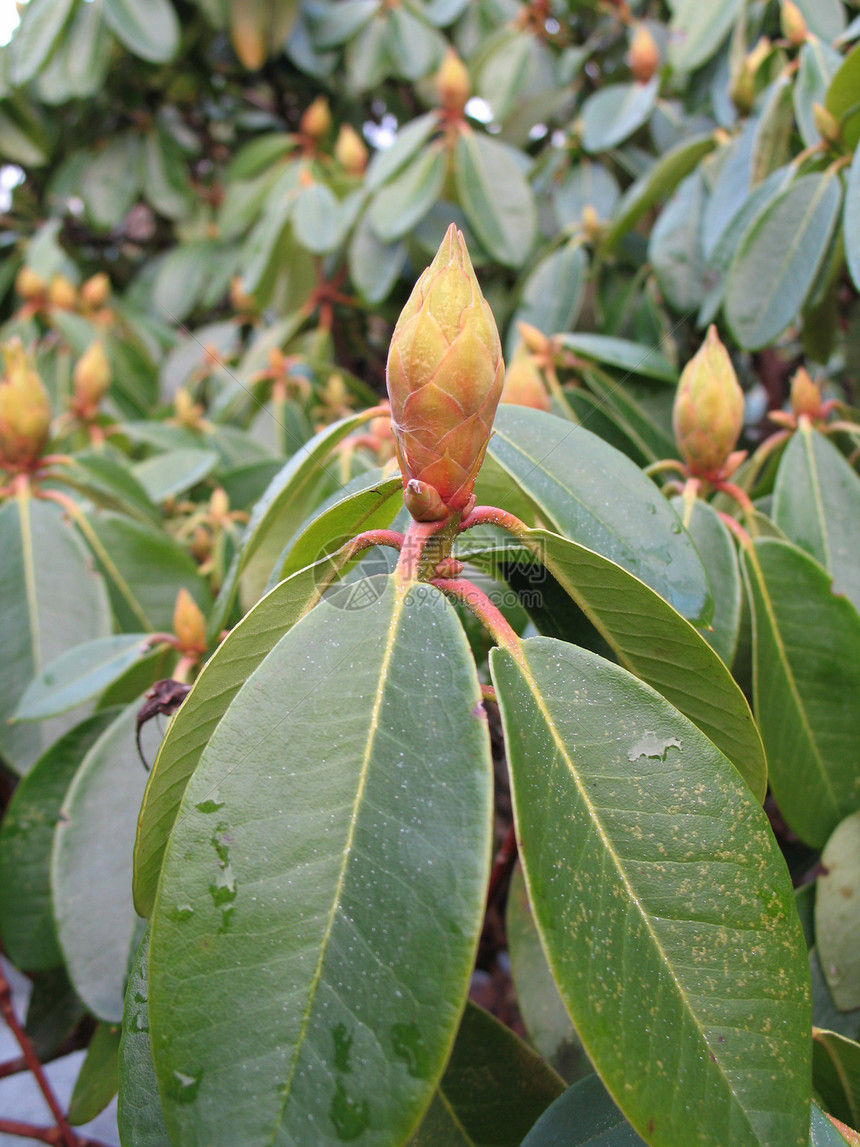 花朵网络情调水平叶子蜘蛛植物乡愁生长清洁度绿色图片