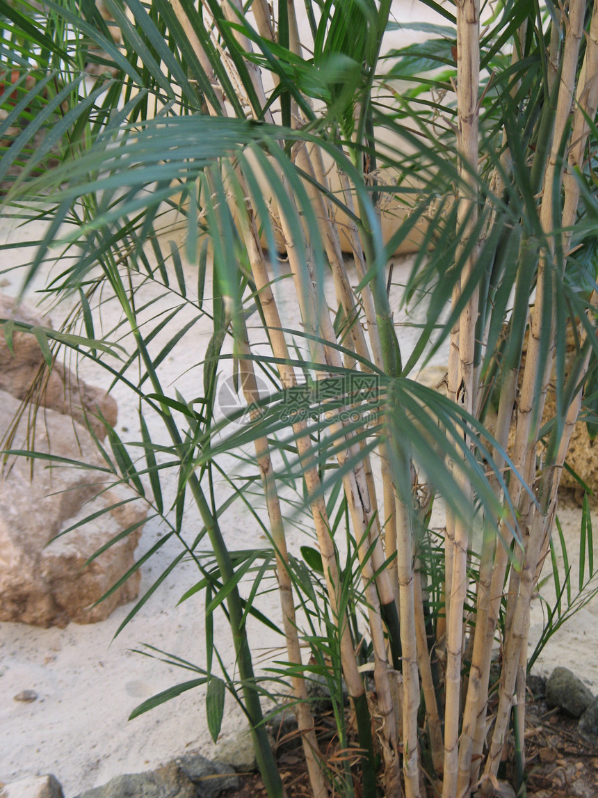 热带植物树叶清洁度水平绿色生长宏观花园岩石叶子乡愁图片