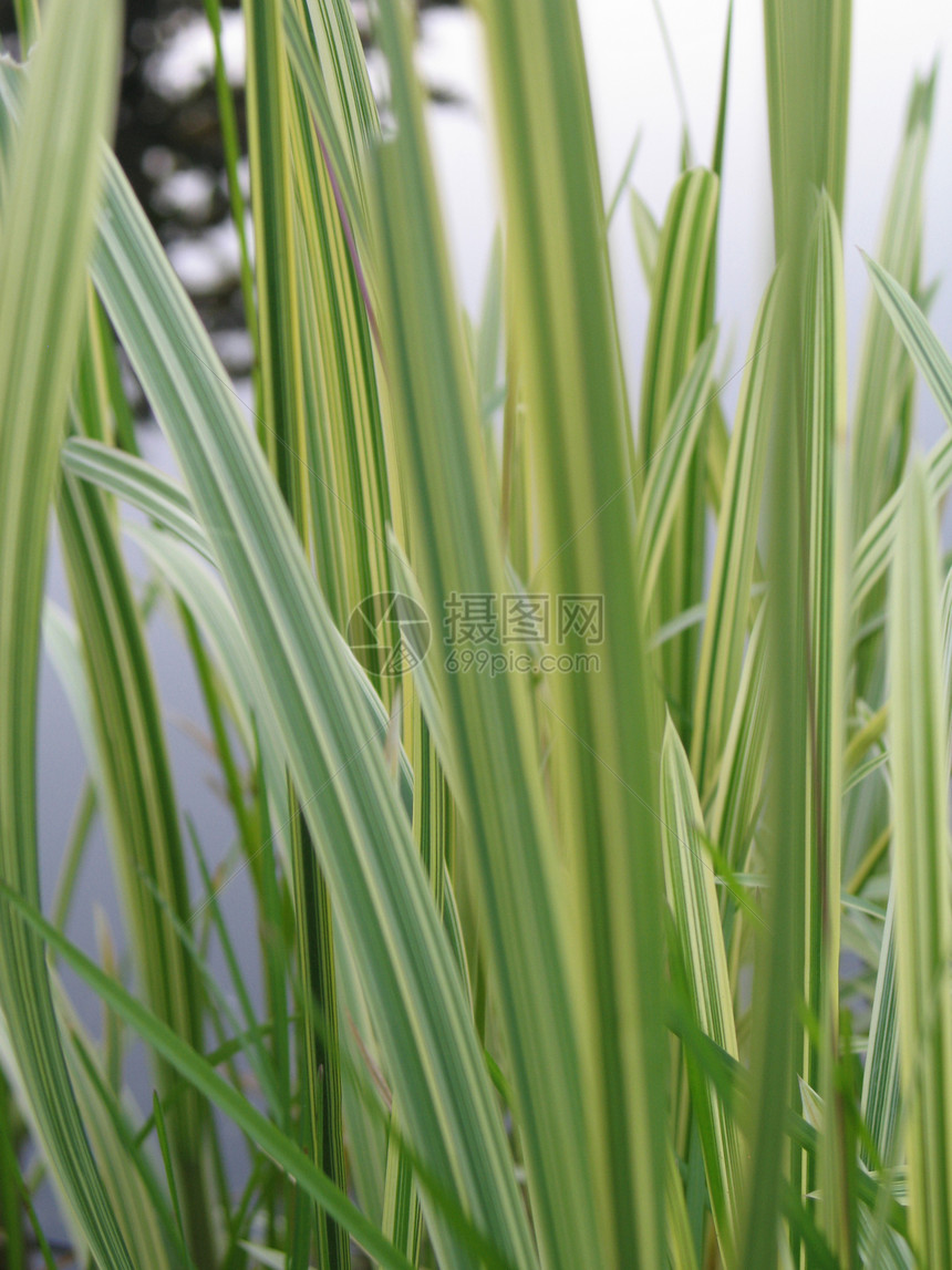 青草密闭池塘天空生长羽毛蓝色刀刃过敏杂草绿色植物图片