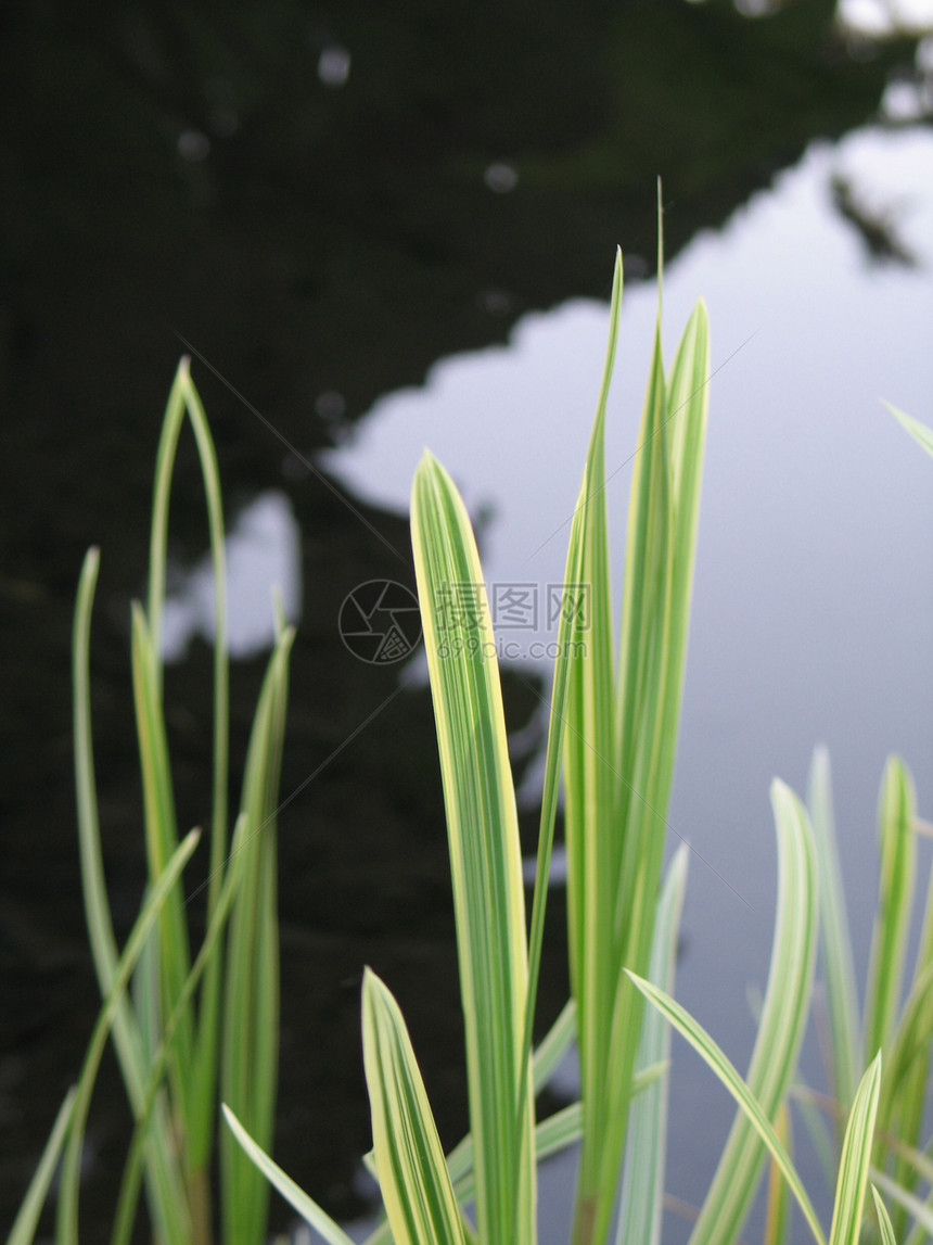 青草密闭芦苇过敏植物生长杂草池塘刀刃水平天空荒野图片