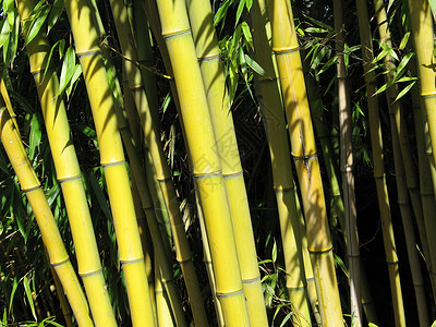 绿竹竹子绿色水平色调森林植物群管子阴影背景图片