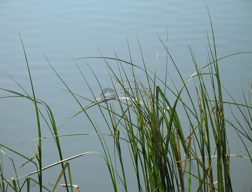 绿湖中的青反射绿色蓝色芦苇植物刀片荒野绿色植物图片