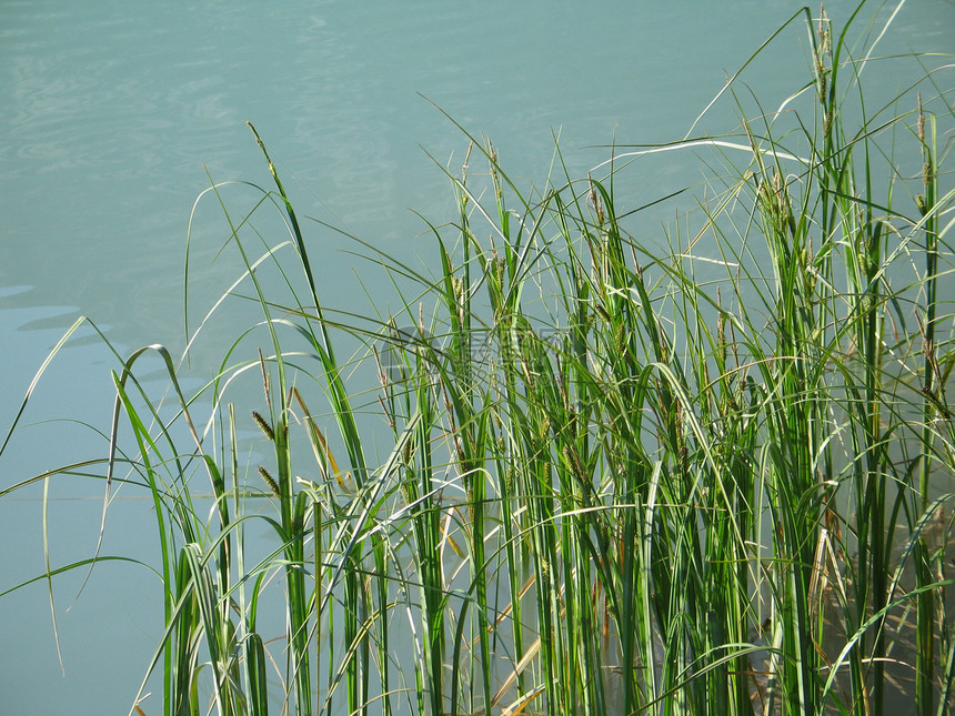 绿湖中的青刀片绿色植物蓝色芦苇荒野反射植物绿色图片