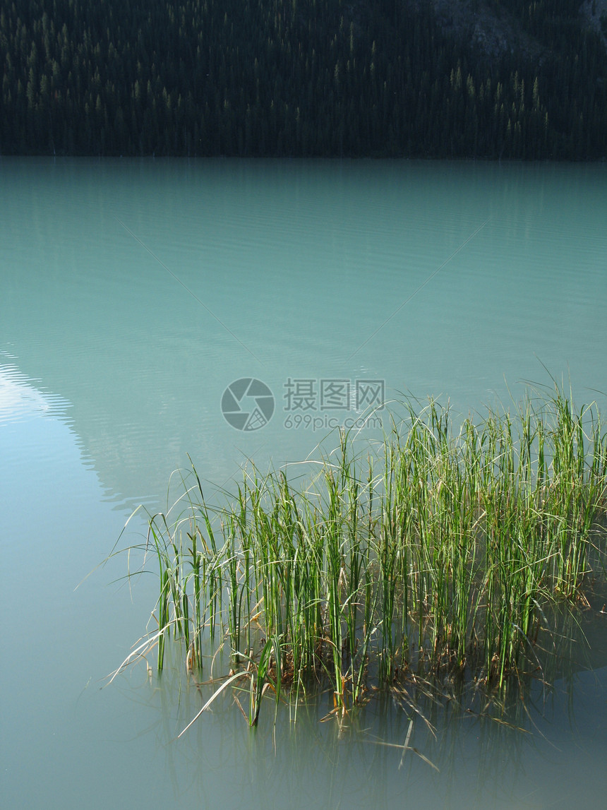 绿湖中的青反射刀片芦苇荒野蓝色绿色植物绿色植物图片