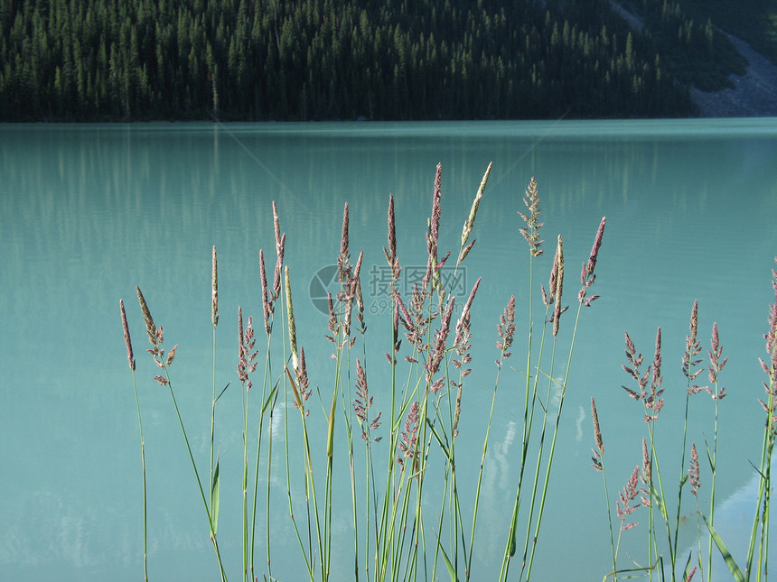 绿湖中的粉红芦苇反射蓝色绿色植物松树荒野绿色植物刀片图片