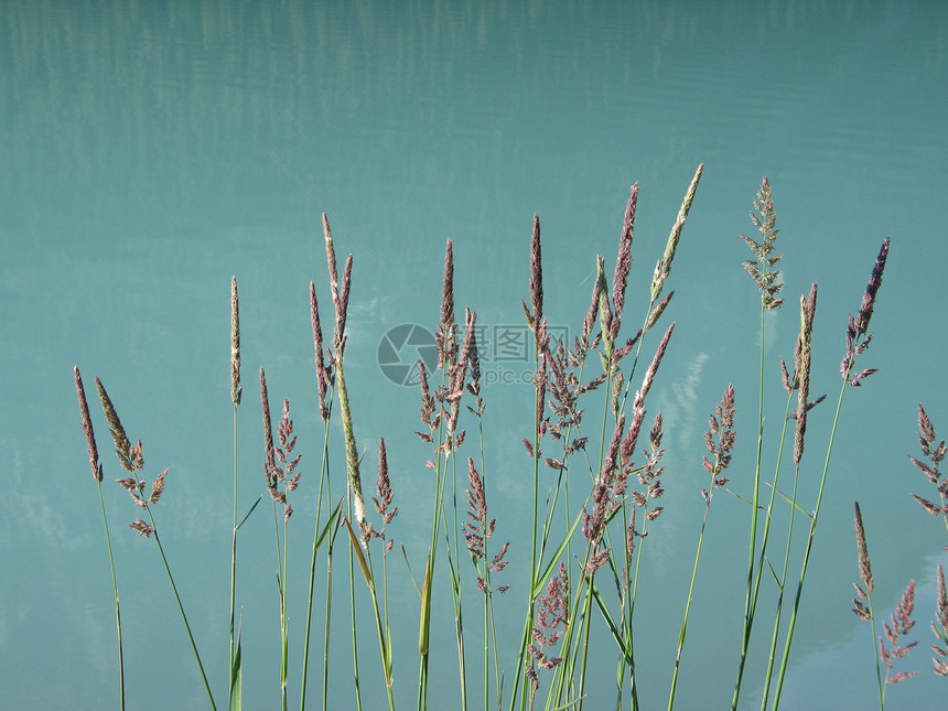绿湖中的粉红绿色植物芦苇绿色蓝色植物刀片荒野反射图片