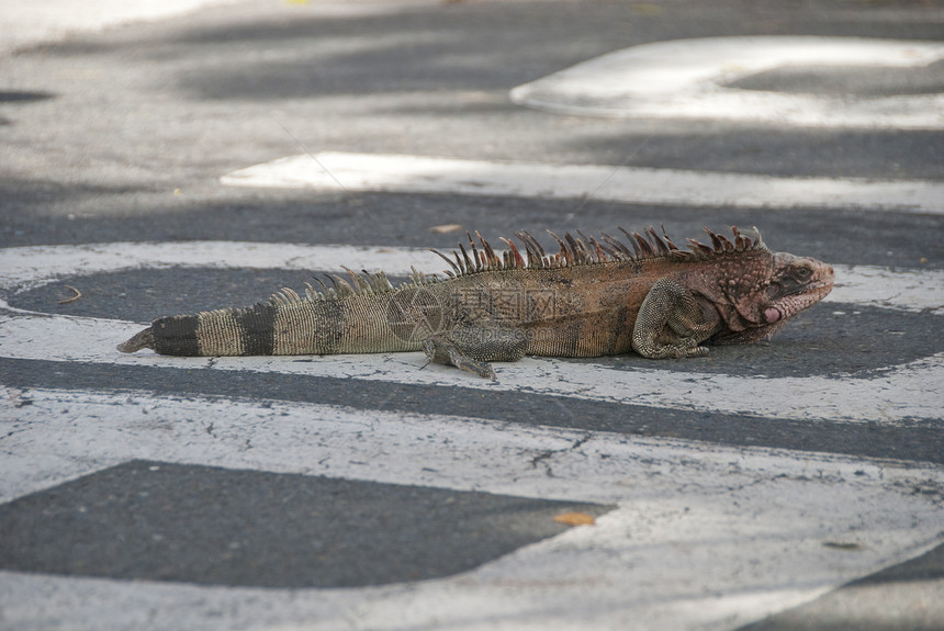 加勒比圣托马斯鬣蜥街道动物蜥蜴野生动物图片
