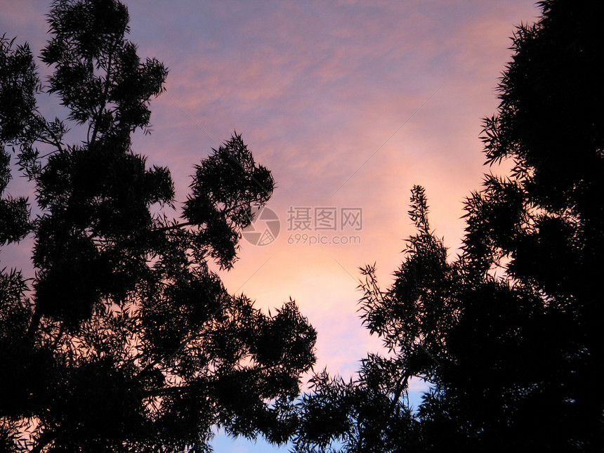 和粉红的树树叶日落粉色分支机构紫色树木蓝色异国天空黑色图片