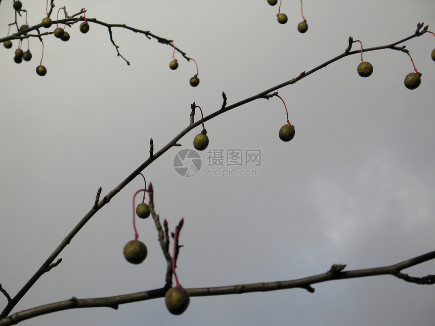 树上的果实生长采摘坚果水果灰色天空分支机构图片