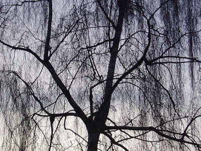 裸露的树 没有叶子天空枝条桦木小枝分支机构树冠背景图片