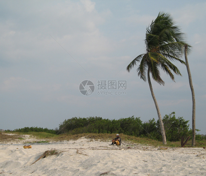 热带热带景观树叶衬套风暴海滩棕榈图片
