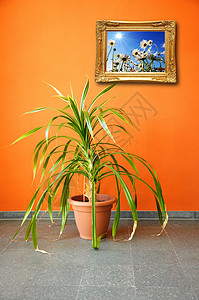 墙上和工厂上的相片植物花朵橙子风格装饰照片房间盆栽绿色背景图片