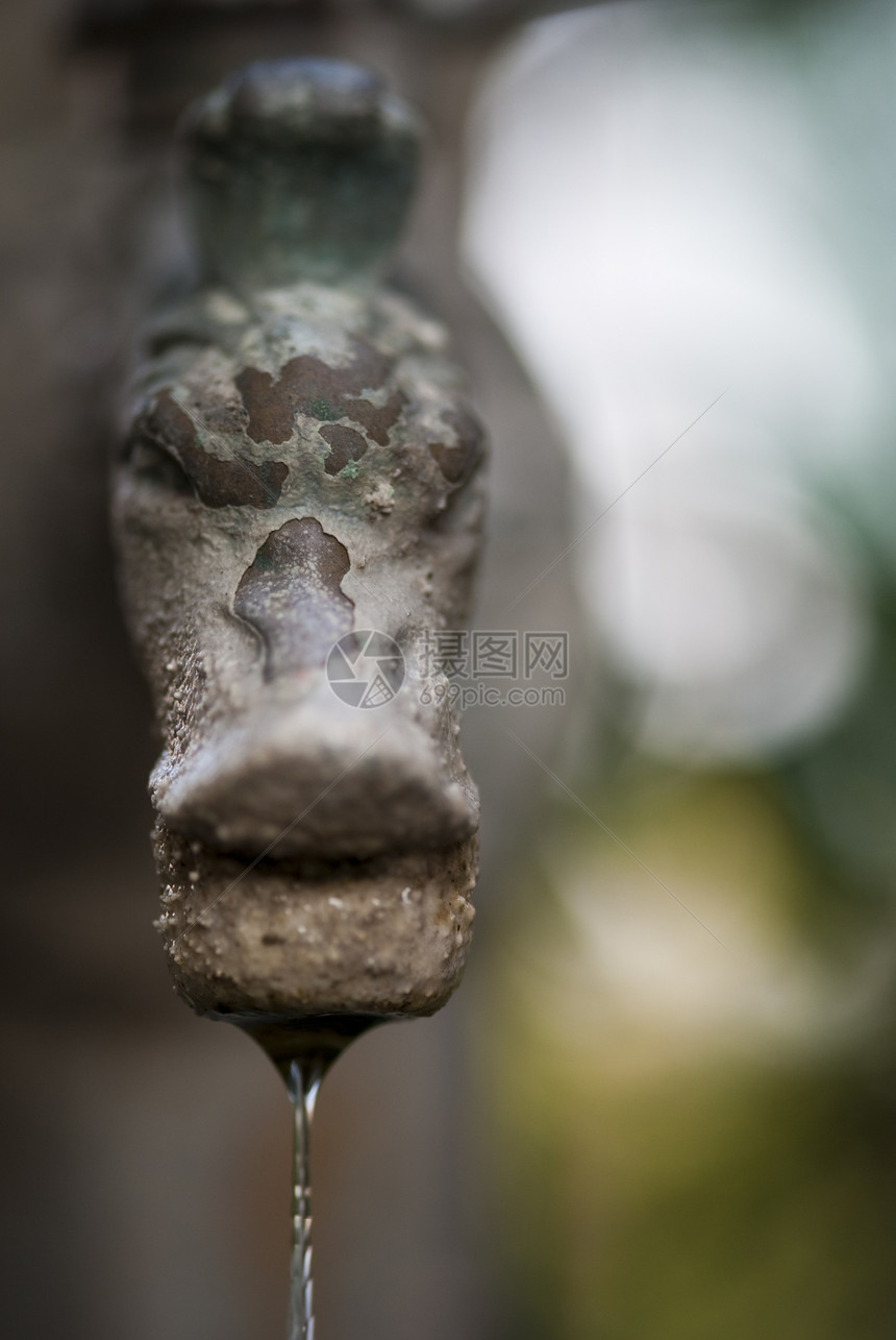 来自不老泉的水滴植物跑步流动晴天液体溪流花园公园反射植物学图片