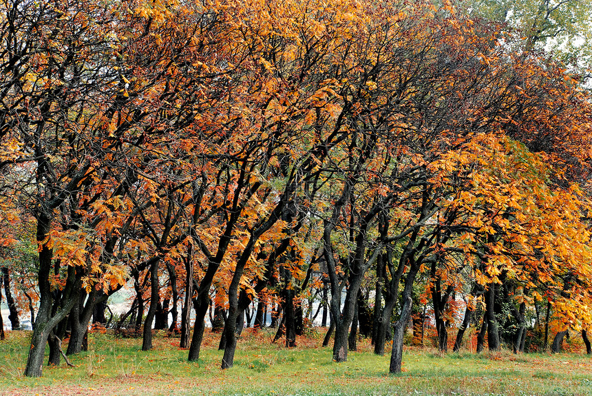 秋季公园枝条森林环境季节性木头黑色叶子棕色红色风景图片