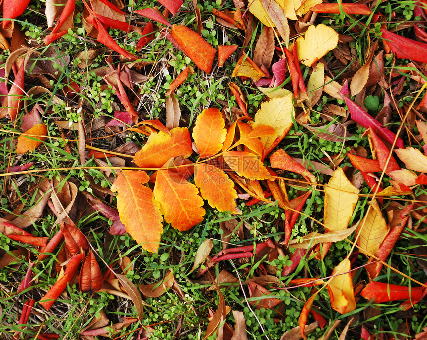 秋叶枝条叶子季节森林毛毡公园环境地毯植物小枝图片