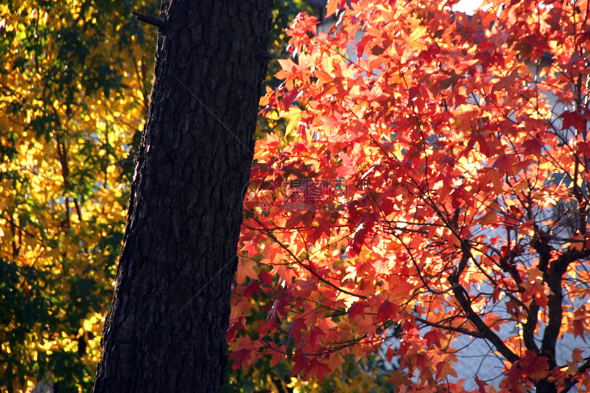 秋季风景公园农村国家阳光地球季节环境分支机构旅行叶子图片