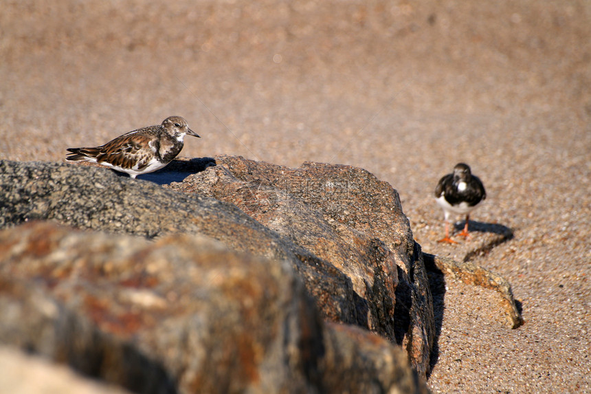 牡蛎捕猎者海岸眼睛跑步橙子白色支撑阳光黑色羽毛图片